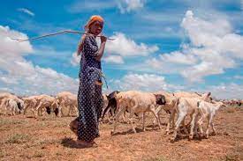 Read more about the article Institutional delivery service utilization and associated factors among women in pastoral communities of Ethiopia.